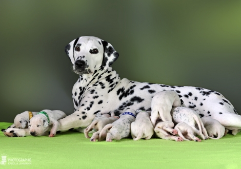 Christi ORMOND Velvet Rose (called Rose) with her Christi ORMOND KK - Litter 2nd week of life