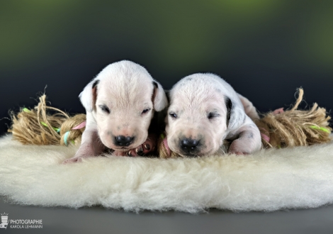 Males | colour white - black, collar black and collar dark green