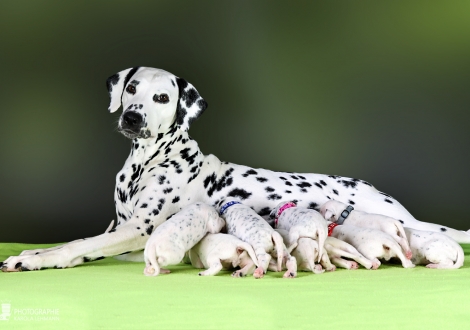 Christi ORMOND Velvet Rose (called Rose) with her Christi ORMOND KK - Litter 2nd week of life