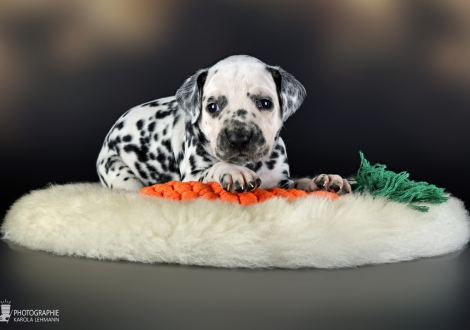 Male | colour white - black, collar dark blue