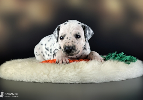 Male | colour white - black, collar dark green