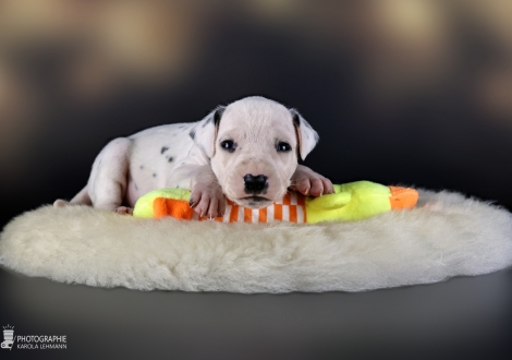 Male | colour white - black, collar gray