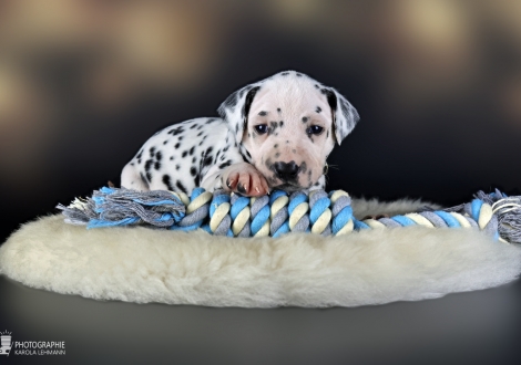 Male | colour white - black, collar light blue