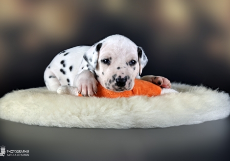 Male | colour white - black, collar light green