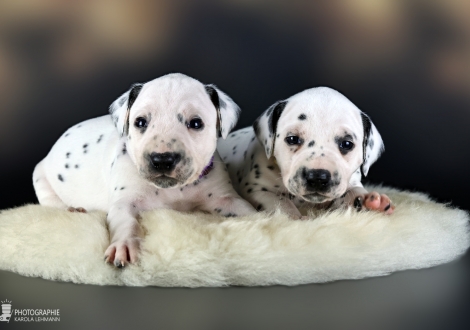 Female | colour white - black, collar purple and female | colour white - black, collar yellow