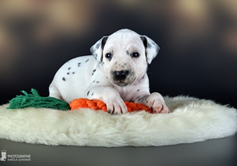 Female | colour white - black, collar purple