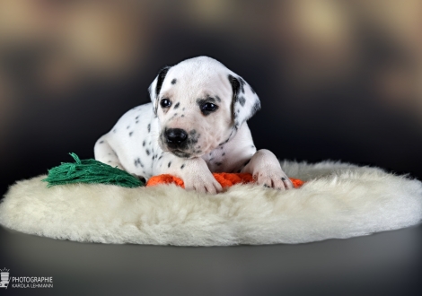Female | colour white - black, collar yellow