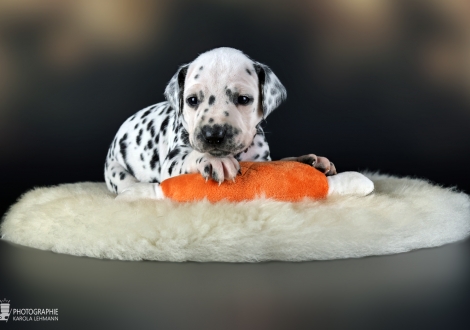 Female | colour white - black, collar pink