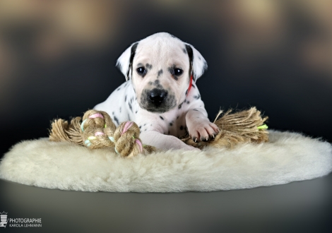 Female | colour white - black, collar red
