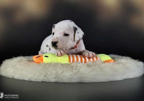 Female | colour white - black, collar orange
