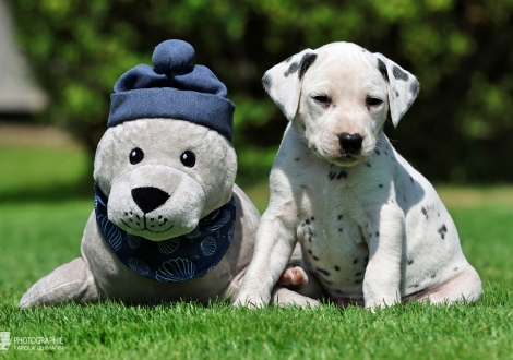 Male | colour white - black, collar gray