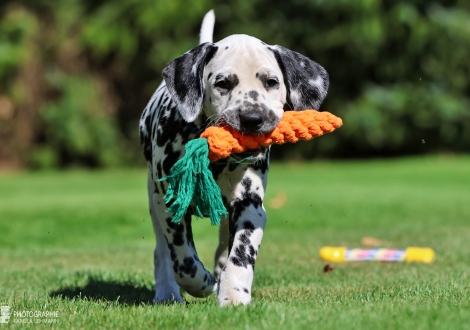 Christi ORMOND King Kong - male | colour white - black (collar dark blue)