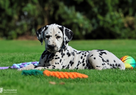 Christi ORMOND Kryptonite King - male | colour white - black (collar light blue)