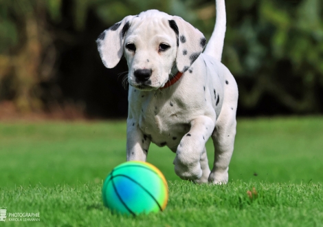 Christi ORMOND Kryo Krystal - female | colour white - black (collar orange)