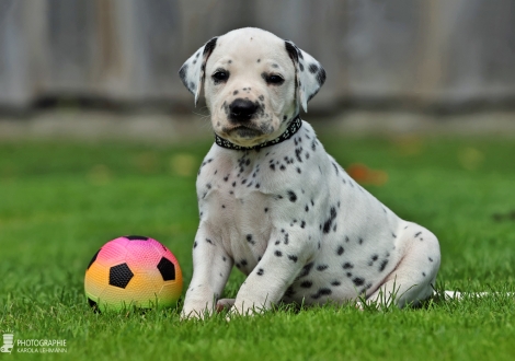 Male | colour white - black, collar black