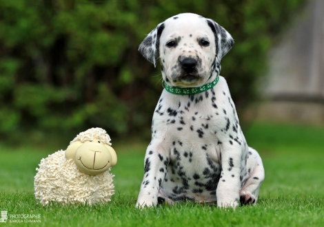 Male | colour white - black, collar dark green