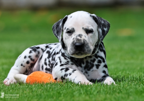 Male | colour white - black, collar dark blue