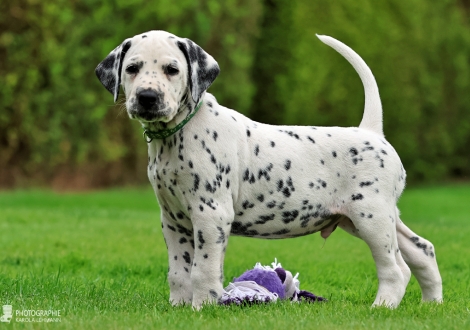 Christi ORMOND Keen Kinsman - male | colour white - black (collar dark green)