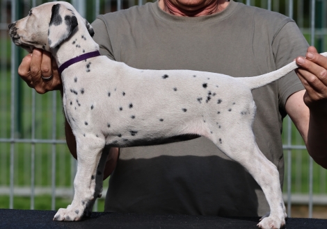 Christi ORMOND Kandy Krush - female (LUA), colour white - black (collar purple)