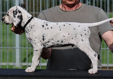 Christi ORMOND Kaptain Kirk - male (LUA), colour white - black (collar black)