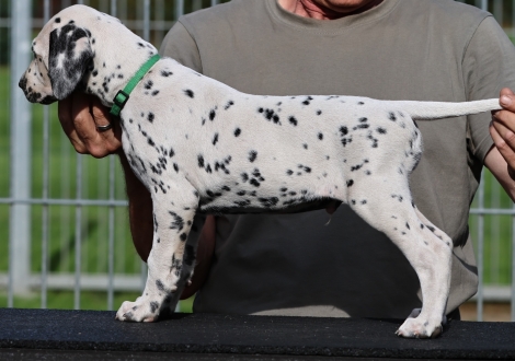 Christi ORMOND Keen Kinsman - male (LUA), colour white - black (collar dark green)