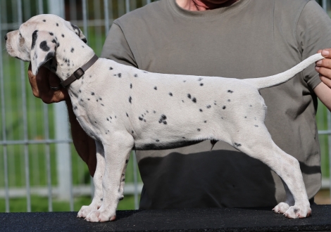 Christi ORMOND Kindly Kisser - male (LUA), colour white - black (collar gray)