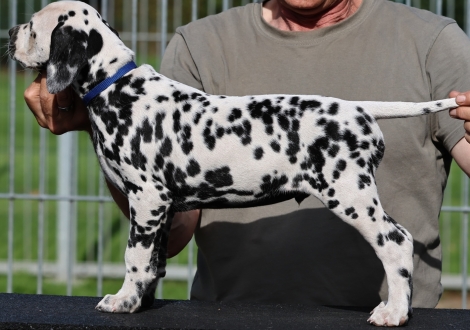 Christi ORMOND King Kong - male, colour white - black (collar dark blue)