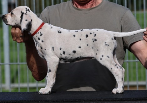 Christi ORMOND Klassic Kult - female (LUA), colour white - black (collar red)