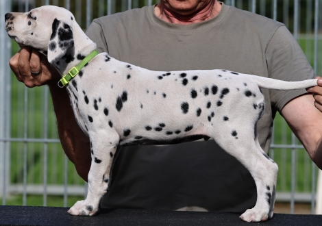 Christi ORMOND Knowledge Keeper - male, colour white - black (collar light green)