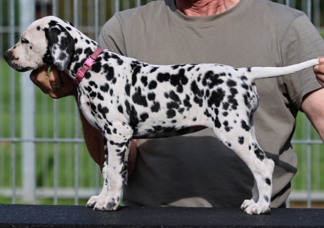 Christi ORMOND Kosmic Kingdom - female, colour white - black (collar pink)