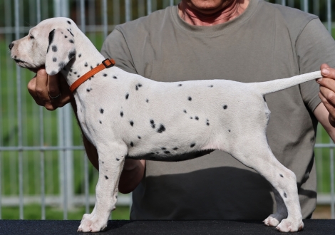 Christi ORMOND Kryo Krystal - female (LUA), colour white - black (collar orange)