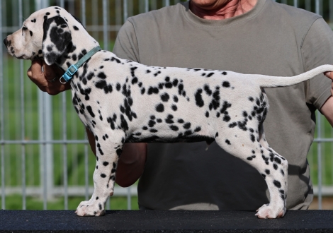 Christi ORMOND Kryptonite King - male, colour white - black (collar light blue)