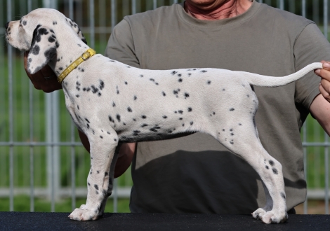 Christi ORMOND Kulture Klub - female (LUA), colour white - black (collar yellow)