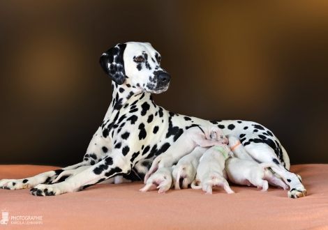 Christi ORMOND Droplet Deluxe (called Auri) with her Christi ORMOND MM - Litter 1st week of life