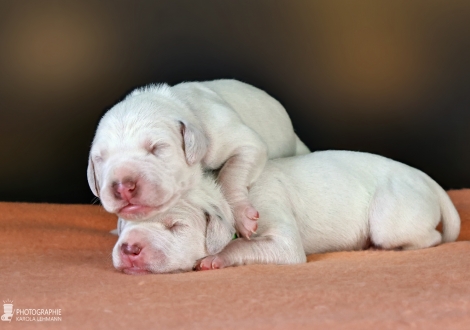 Males | colour white - liver, collar dark blue and collar green