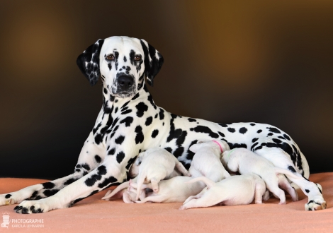 Christi ORMOND Droplet Deluxe (called Auri) with her Christi ORMOND MM - Litter 1st week of life