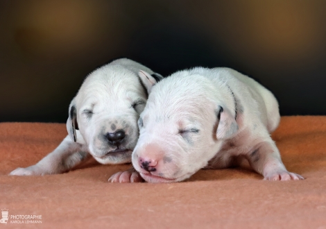 Males | colour white - black, collar light blue and collar black