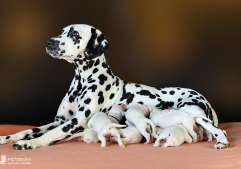 Christi ORMOND Droplet Deluxe (called Auri) with her Christi ORMOND MM - Litter 1st week of life