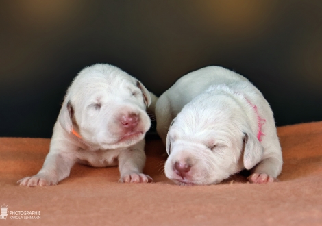 Females | colour white - liver, collar orange and collar pink