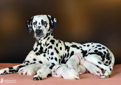 Christi ORMOND Droplet Deluxe (called Auri) with her Christi ORMOND MM - Litter 1st week of life