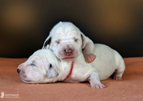 Female | colour white - black, collar red and female colour white - liver, collar yellow