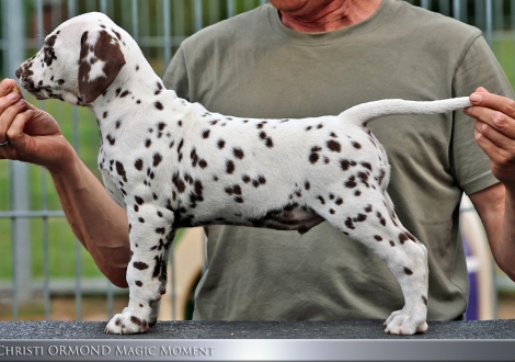 Male | colour white - liver, collar green