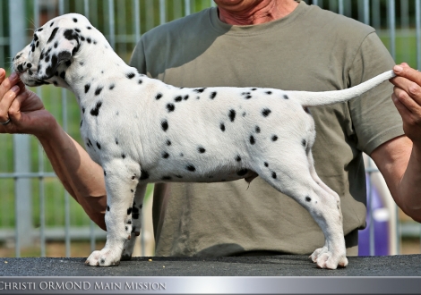 Male | colour white - black, collar black