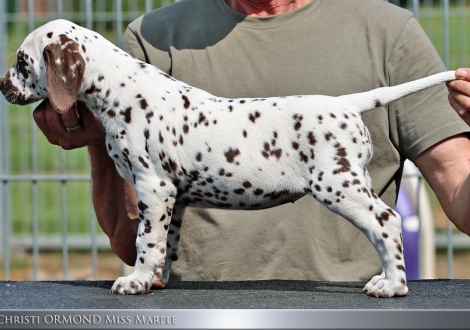 Female | colour white - liver, collar yellow
