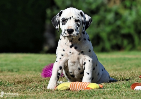 Christi ORMOND Main Mission - male | colour white - black, collar black