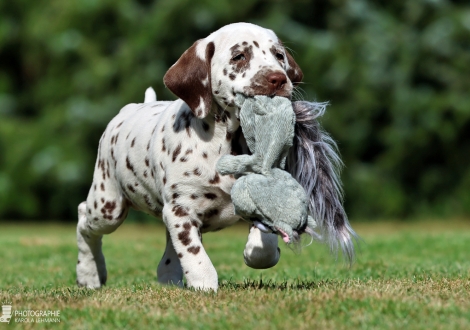 Christi ORMOND Manic Monday - female | colour white - liver, collar orange
