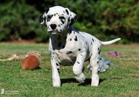 Christi ORMOND Main Mission - male | colour white - black, collar black