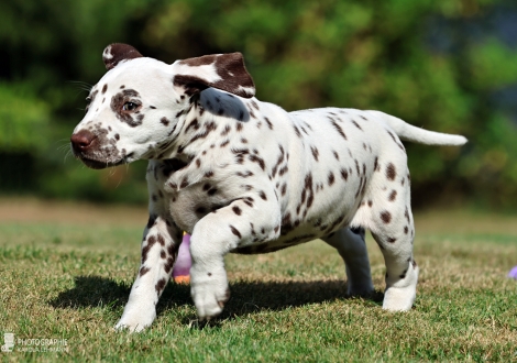 Christi ORMOND Manic Monday - female | colour white - liver, collar orange