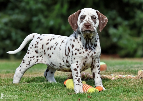 Christi ORMOND Miss Marple - female | colour white - liver, collar yellow