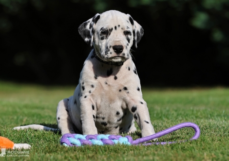 Male | colour white - black, collar black